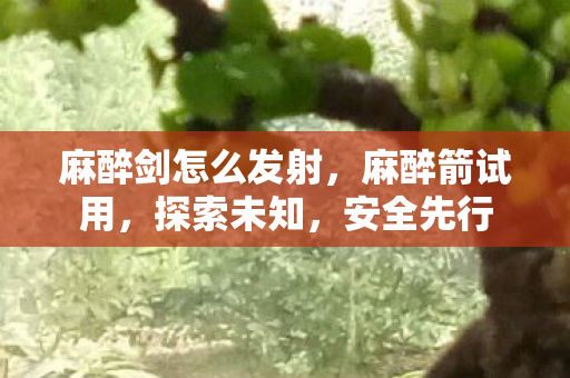 麻醉剑怎么发射,麻醉箭试用,探索未知,安全先行 麻醉剑怎么发射,麻醉箭试用,探索未知,安全先行