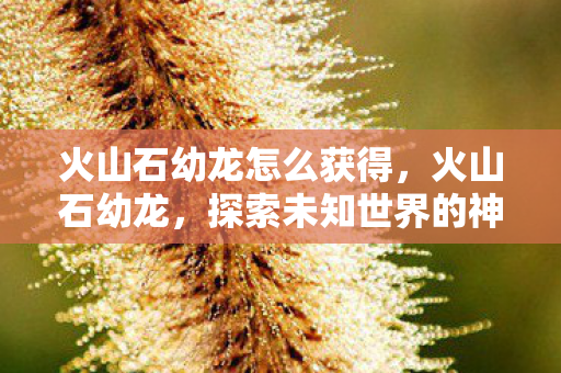 火山石幼龙怎么获得,火山石幼龙,探索未知世界的神秘伙伴 火山石幼龙怎么获得,火山石幼龙,探索未知世界的神秘伙伴