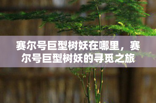 赛尔号巨型树妖在哪里，赛尔号巨型树妖的寻觅之旅