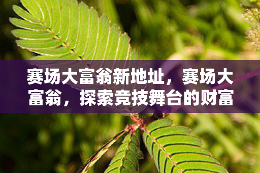 赛场大富翁新地址，赛场大富翁，探索竞技舞台的财富传奇