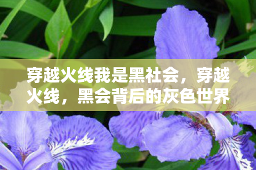 穿越火线我是黑社会，穿越火线，黑会背后的灰色世界