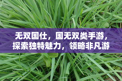 无双国仕,国无双类手游,探索独特魅力,领略非凡游戏体验 无双国仕,国无双类手游,探索独特魅力,领略非凡游戏体验