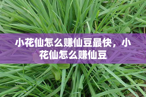 小花仙怎么赚仙豆最快,小花仙怎么赚仙豆 小花仙怎么赚仙豆最快,小花仙怎么赚仙豆