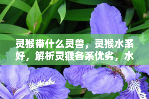 灵猴带什么灵兽，灵猴水系好，解析灵猴各系优劣，水系为何成为最佳选择？