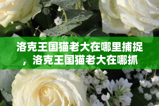 洛克王国猫老大在哪里捕捉,洛克王国猫老大在哪抓 洛克王国猫老大在哪里捕捉,洛克王国猫老大在哪抓
