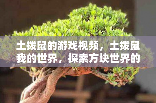 土拨鼠的游戏视频，土拨鼠我的世界，探索方块世界的无限可能