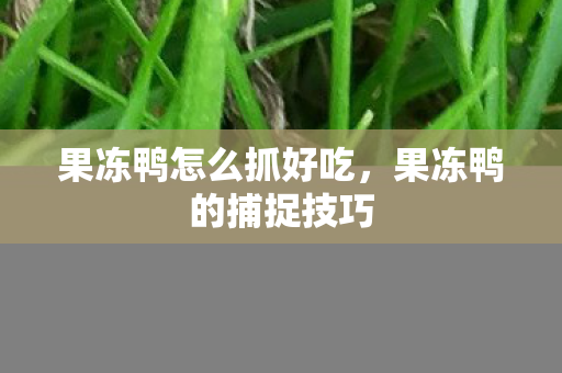 果冻鸭怎么抓好吃,果冻鸭的捕捉技巧 果冻鸭怎么抓好吃,果冻鸭的捕捉技巧