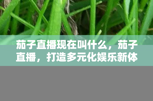 茄子直播现在叫什么，茄子直播，打造多元化娱乐新体验