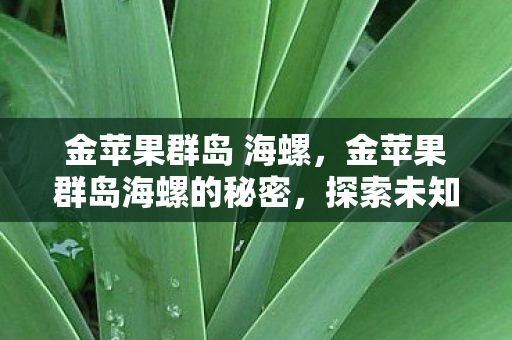 金苹果群岛 海螺,金苹果群岛海螺的秘密,探索未知的奇幻之旅 金苹果群岛 海螺,金苹果群岛海螺的秘密,探索未知的奇幻之旅