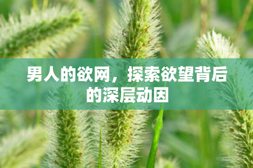 男人的欲网，探索欲望背后的深层动因