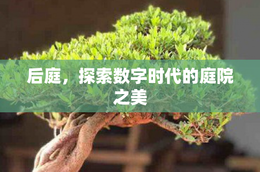后庭,探索数字时代的庭院之美 后庭,探索数字时代的庭院之美