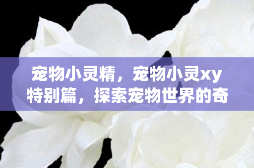 宠物小灵精，宠物小灵xy特别篇，探索宠物世界的奇妙之旅