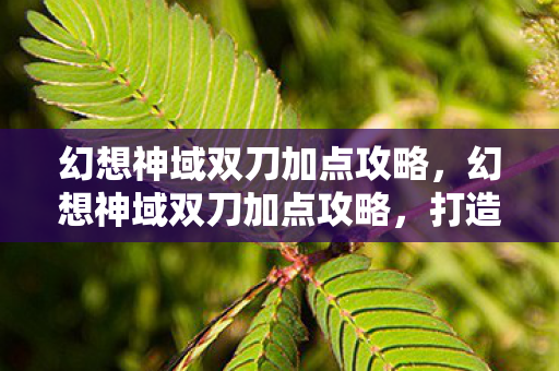 幻想神域双刀加点攻略,幻想神域双刀加点攻略,打造高效战斗力的关键 幻想神域双刀加点攻略,幻想神域双刀加点攻略,打造高效战斗力的关键