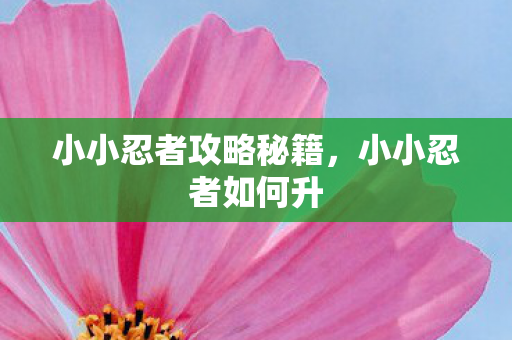 小小忍者攻略秘籍，小小忍者如何升