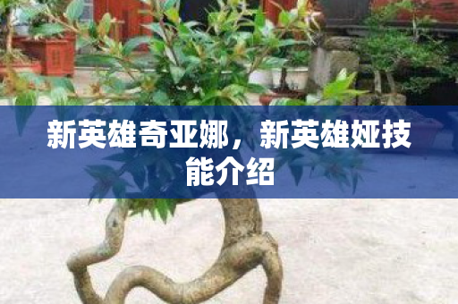 新英雄奇亚娜,新英雄娅技能介绍 新英雄奇亚娜,新英雄娅技能介绍