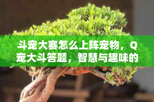 斗宠大赛怎么上阵宠物，Q宠大斗答题，智慧与趣味的碰撞