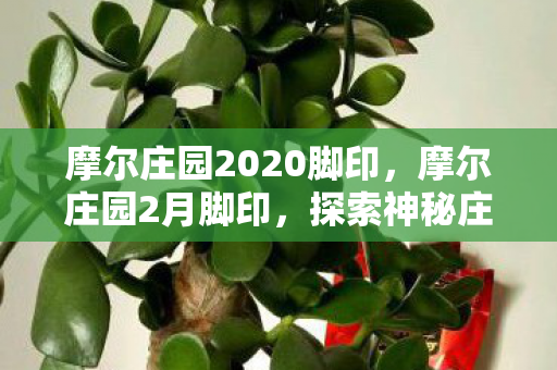 摩尔庄园2020脚印，摩尔庄园2月脚印，探索神秘庄园的足迹