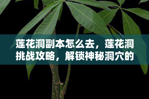 莲花洞副本怎么去，莲花洞挑战攻略，解锁神秘洞穴的终极指南