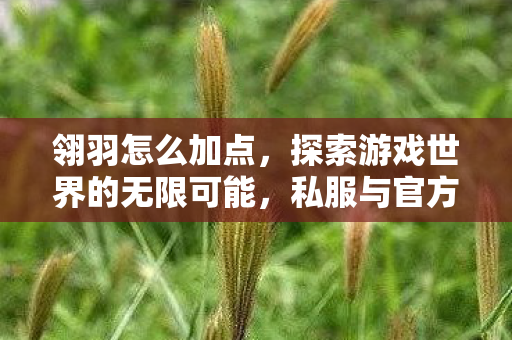 翎羽怎么加点，探索游戏世界的无限可能，私服与官方服务器的独特魅力