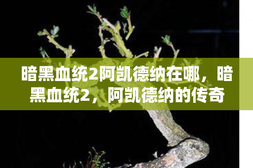 暗黑血统2阿凯德纳在哪，暗黑血统2，阿凯德纳的传奇之旅