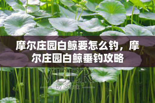 摩尔庄园白鲸要怎么钓,摩尔庄园白鲸垂钓攻略 摩尔庄园白鲸要怎么钓,摩尔庄园白鲸垂钓攻略