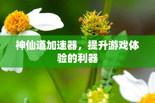 神仙道加速器，提升游戏体验的利器