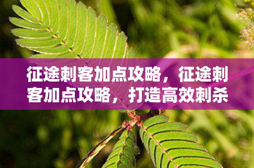 征途刺客加点攻略,征途刺客加点攻略,打造高效刺杀机器 征途刺客加点攻略,征途刺客加点攻略,打造高效刺杀机器