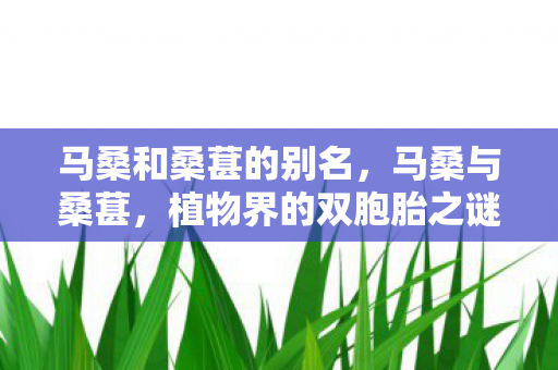 马桑和桑葚的别名,马桑与桑葚,植物界的双胞胎之谜 马桑和桑葚的别名,马桑与桑葚,植物界的双胞胎之谜