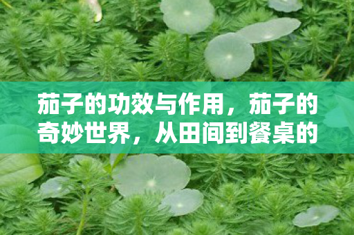茄子的功效与作用,茄子的奇妙世界,从田间到餐桌的奇妙旅程 茄子的功效与作用,茄子的奇妙世界,从田间到餐桌的奇妙旅程