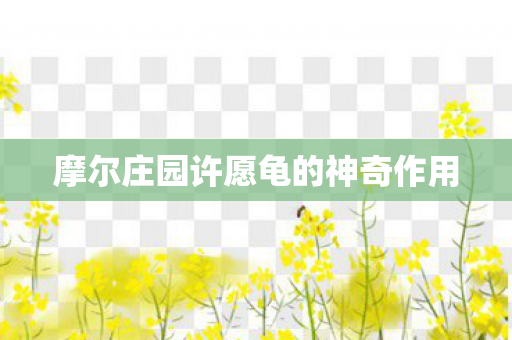 摩尔庄园许愿龟的神奇作用 摩尔庄园许愿龟的神奇作用