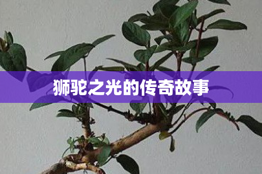 狮驼之光的传奇故事 狮驼之光的传奇故事