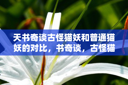 天书奇谈古怪猫妖和普通猫妖的对比,书奇谈,古怪猫妖的奇幻之旅 天书奇谈古怪猫妖和普通猫妖的对比,书奇谈,古怪猫妖的奇幻之旅