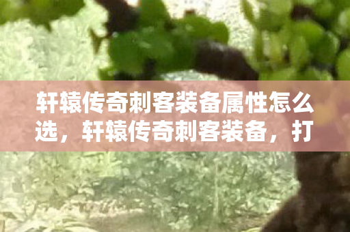 轩辕传奇刺客装备属性怎么选，轩辕传奇刺客装备，打造顶级战斗力的关键