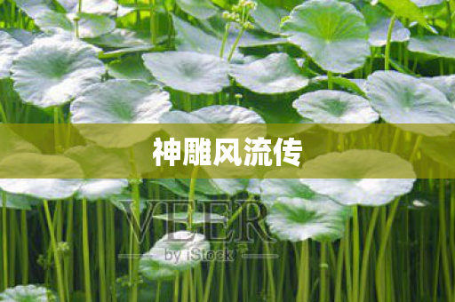 神雕风流传