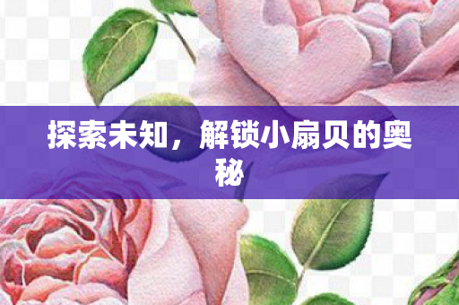 探索未知，解锁小扇贝的奥秘