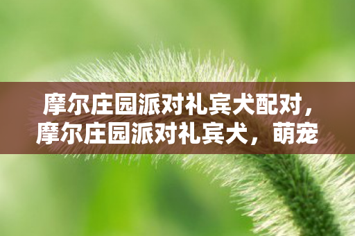 摩尔庄园派对礼宾犬配对,摩尔庄园派对礼宾犬,萌宠新宠,欢乐庄园的派对之星 摩尔庄园派对礼宾犬配对,摩尔庄园派对礼宾犬,萌宠新宠,欢乐庄园的派对之星