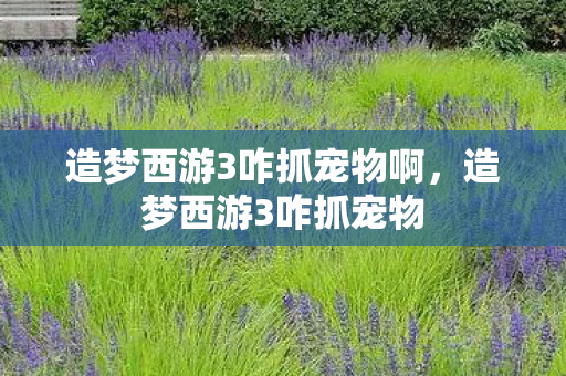 造梦西游3咋抓宠物啊，造梦西游3咋抓宠物
