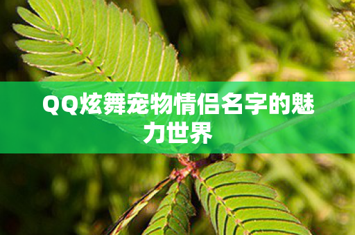 QQ炫舞宠物情侣名字的魅力世界 QQ炫舞宠物情侣名字的魅力世界
