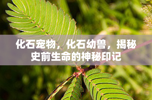 化石宠物,化石幼兽,揭秘史前生命的神秘印记 化石宠物,化石幼兽,揭秘史前生命的神秘印记