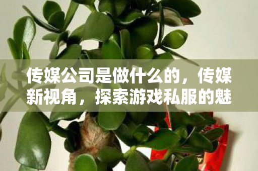 传媒公司是做什么的,传媒新视角,探索游戏私服的魅力与风险 传媒公司是做什么的,传媒新视角,探索游戏私服的魅力与风险