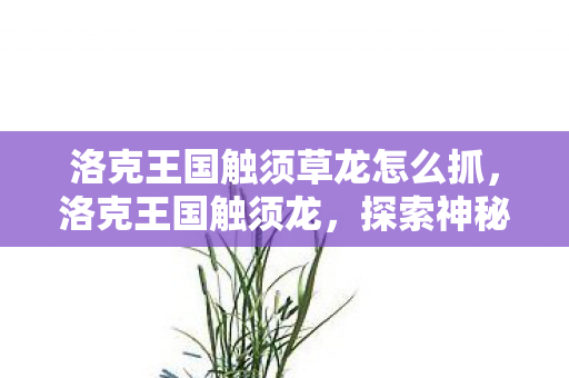 洛克王国触须草龙怎么抓,洛克王国触须龙,探索神秘生物与游戏世界的奇妙融合 洛克王国触须草龙怎么抓,洛克王国触须龙,探索神秘生物与游戏世界的奇妙融合