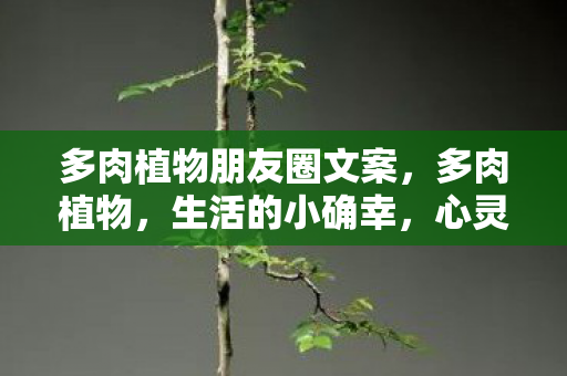 多肉植物朋友圈文案,多肉植物,生活的小确幸,心灵的治愈系 多肉植物朋友圈文案,多肉植物,生活的小确幸,心灵的治愈系