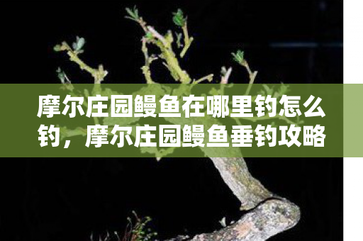 摩尔庄园鳗鱼在哪里钓怎么钓,摩尔庄园鳗鱼垂钓攻略 摩尔庄园鳗鱼在哪里钓怎么钓,摩尔庄园鳗鱼垂钓攻略