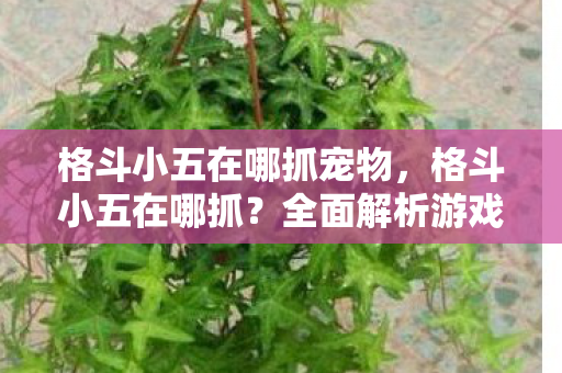 格斗小五在哪抓宠物,格斗小五在哪抓?全面解析游戏角色获取途径 格斗小五在哪抓宠物,格斗小五在哪抓?全面解析游戏角色获取途径