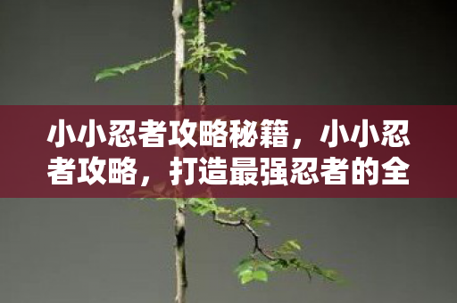 小小忍者攻略秘籍,小小忍者攻略,打造最强忍者的全面指南 小小忍者攻略秘籍,小小忍者攻略,打造最强忍者的全面指南