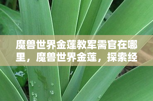 魔兽世界金莲教军需官在哪里,魔兽世界金莲,探索经典与传承的奇妙之旅 魔兽世界金莲教军需官在哪里,魔兽世界金莲,探索经典与传承的奇妙之旅