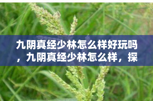 九阴真经少林怎么样好玩吗，九阴真经少林怎么样，探寻武侠世界的禅武精髓