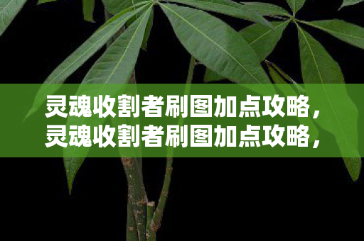 灵魂收割者刷图加点攻略,灵魂收割者刷图加点攻略,打造高效刷图体验 灵魂收割者刷图加点攻略,灵魂收割者刷图加点攻略,打造高效刷图体验