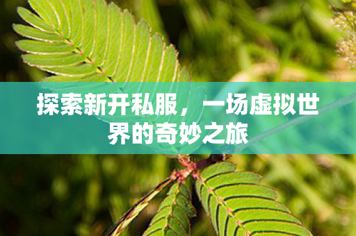 探索新开私服,一场虚拟世界的奇妙之旅 探索新开私服,一场虚拟世界的奇妙之旅