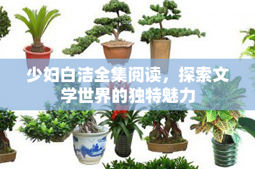 少妇白洁全集阅读，探索文学世界的独特魅力